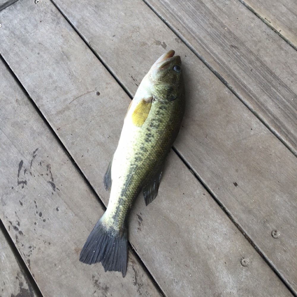 Meet your Posher, Vivian